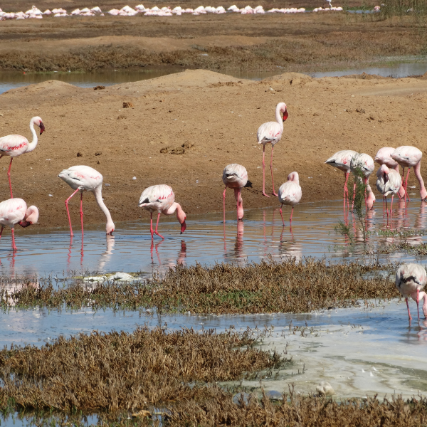 Fenicotteri in Namibia