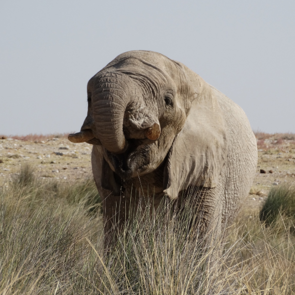 Elefante giovane in Namibia