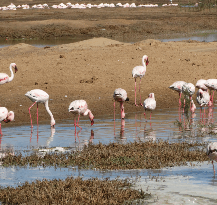 Laguna di fenicotteri a Walvis Bay