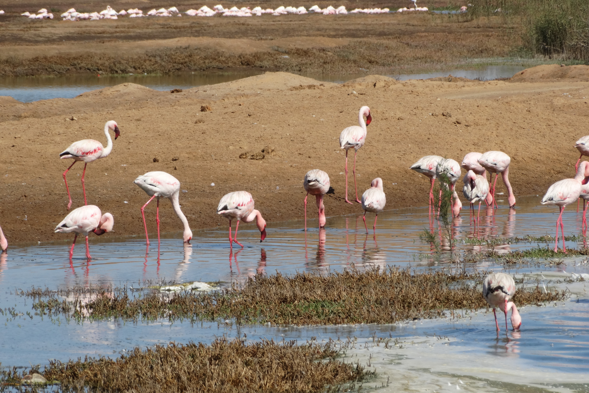 Laguna di fenicotteri a Walvis Bay