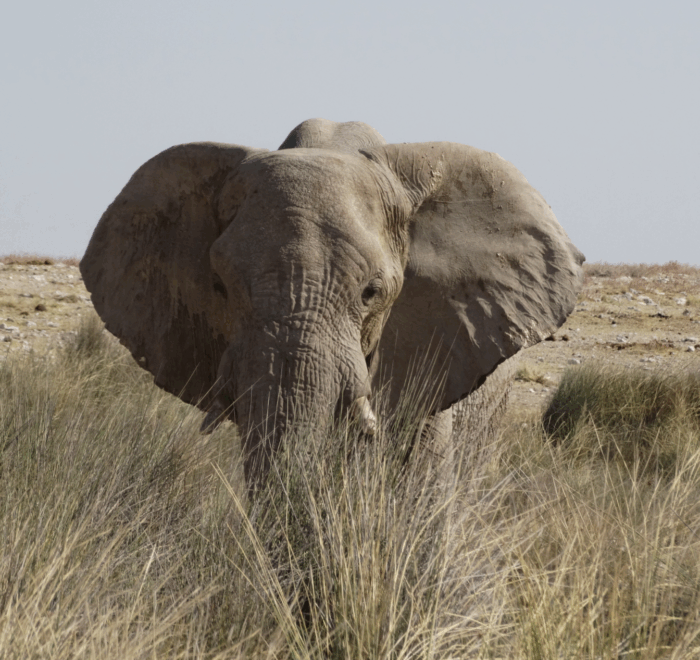 Viaggio in namibia organizzato o no?
