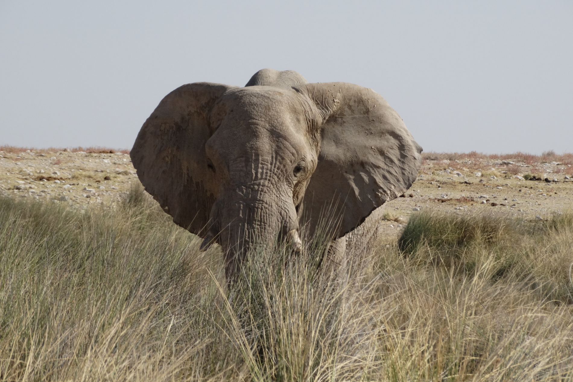 Viaggio in namibia organizzato o no?