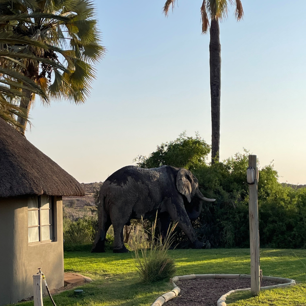 Elefante che si muove in un Lodge nel damaraland