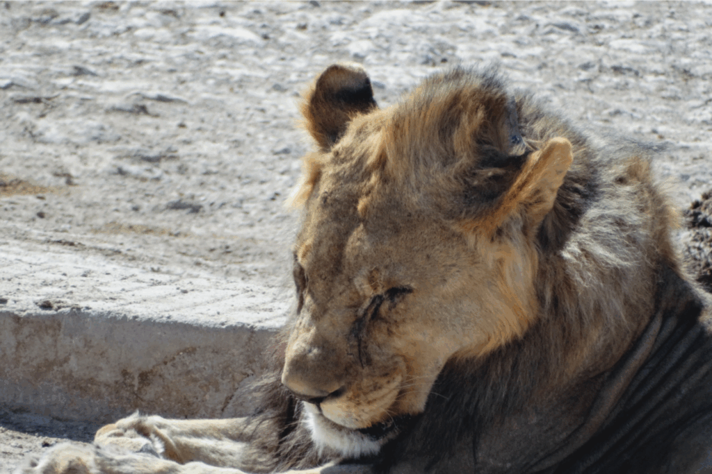 Leone nel parco nazionale di Etosha