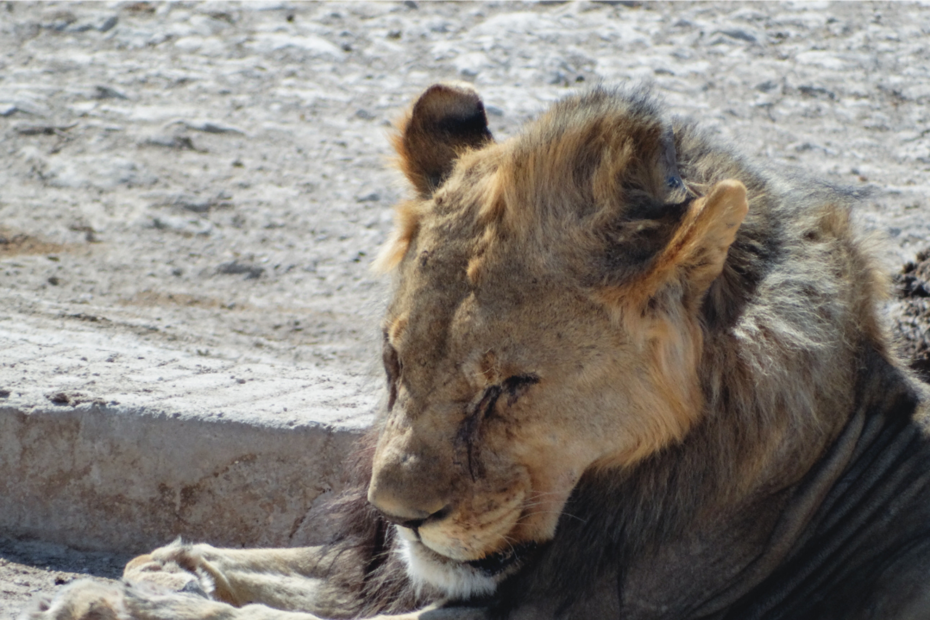 Leone nel parco nazionale di Etosha
