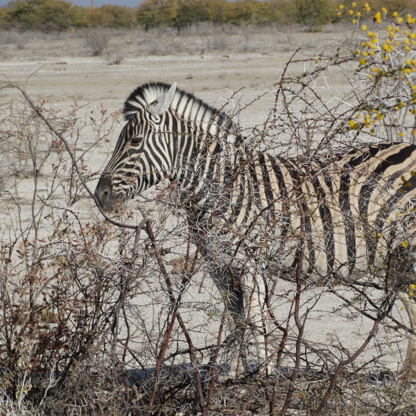 Zebra nel suo habitat naturale