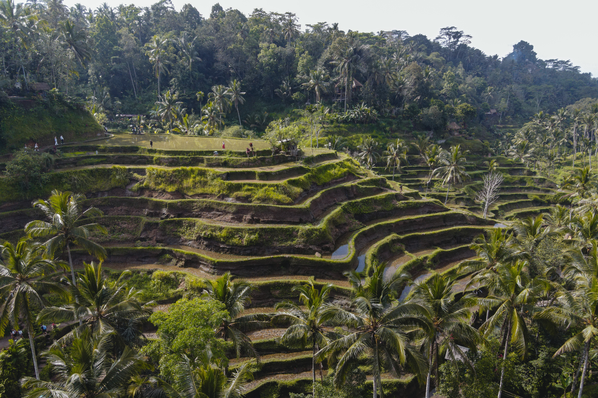 Risaie di Ubud